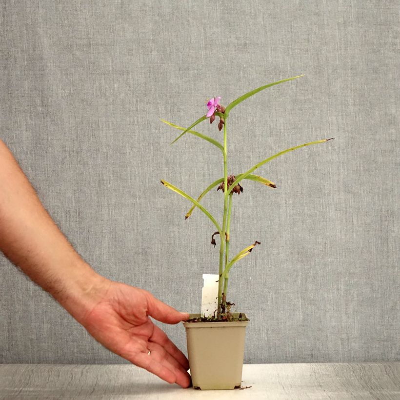 Amostra de Tradescantia andersoniana Perrine's Pink Vaso de 8/9 cm tal como entregue no verão