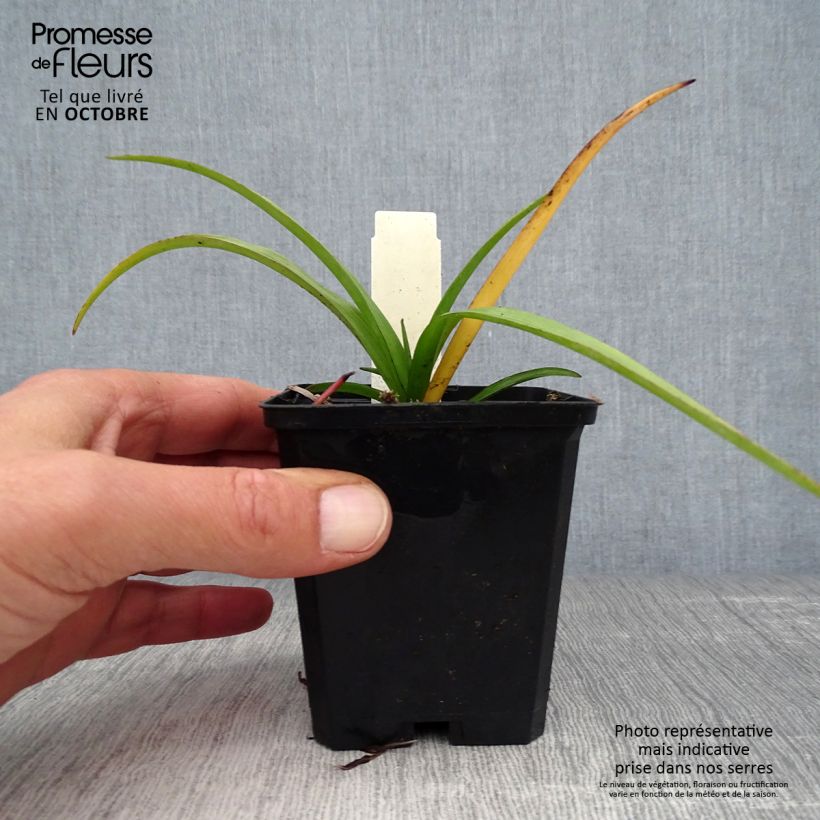 Amostra de Tradescantia virginiana Zwanenburg Blue Vaso de 8/9 cm tal como entregue no outono