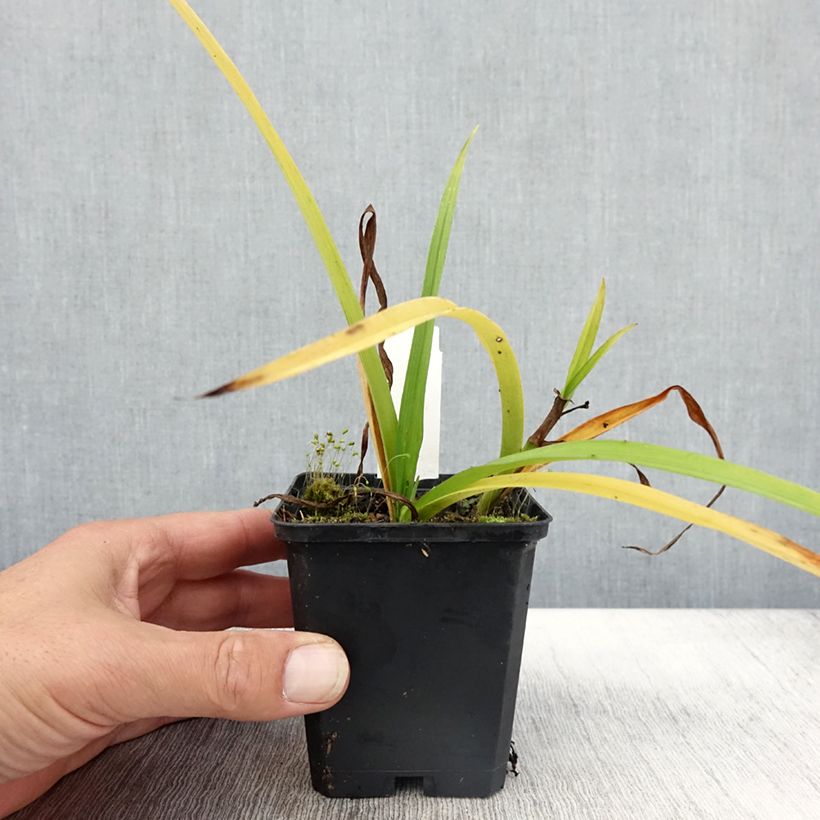 Amostra de Tradescantia andersoniana Innocence Vaso de 8/9 cm tal como entregue no outono