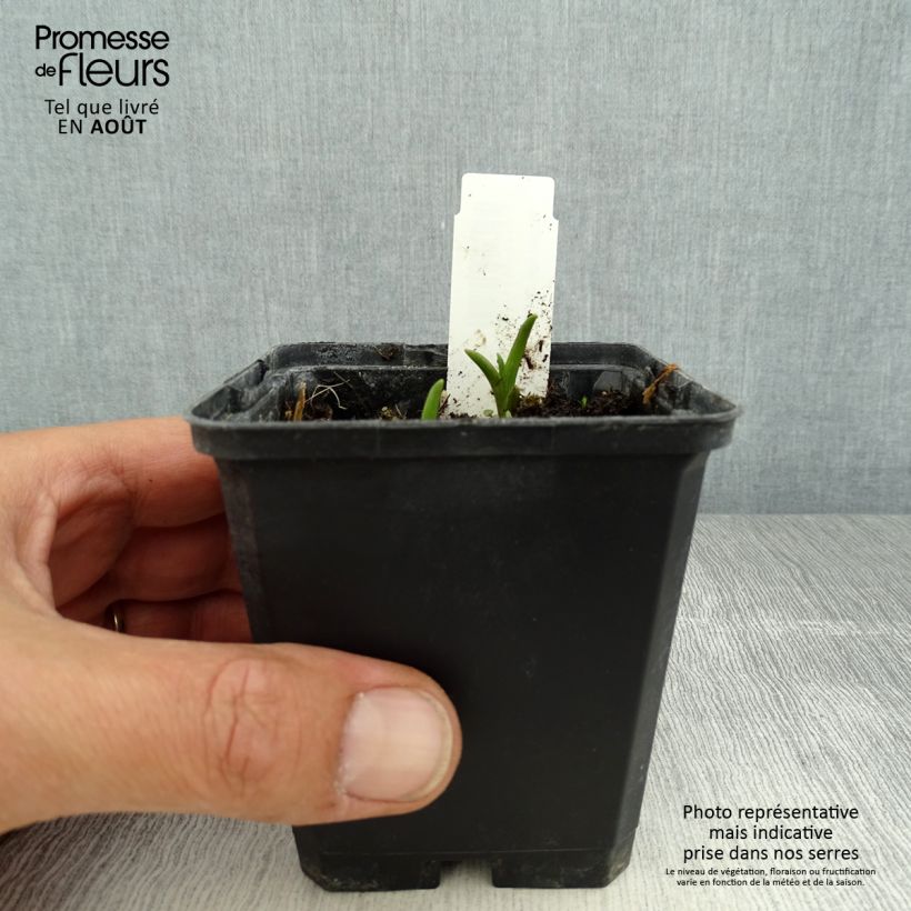 Amostra de Tradescantia andersoniana Innocence Vaso de 8/9 cm tal como entregue no verão