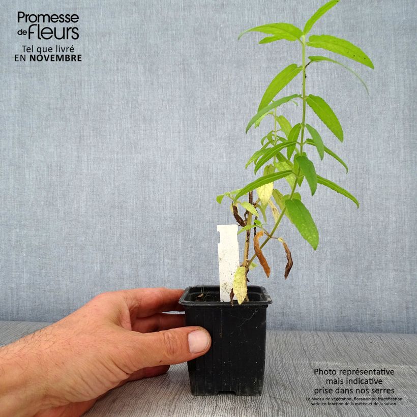 Amostra de Stachys palustris Vaso de 8/9 cm tal como entregue no outono