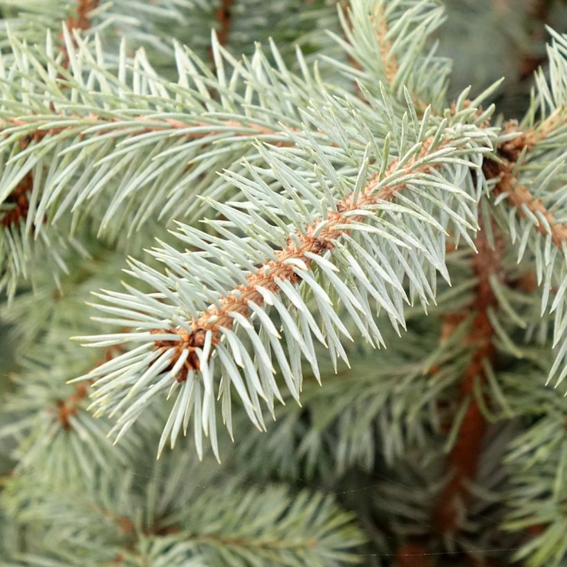 Picea pungens Edith (Folhagem)