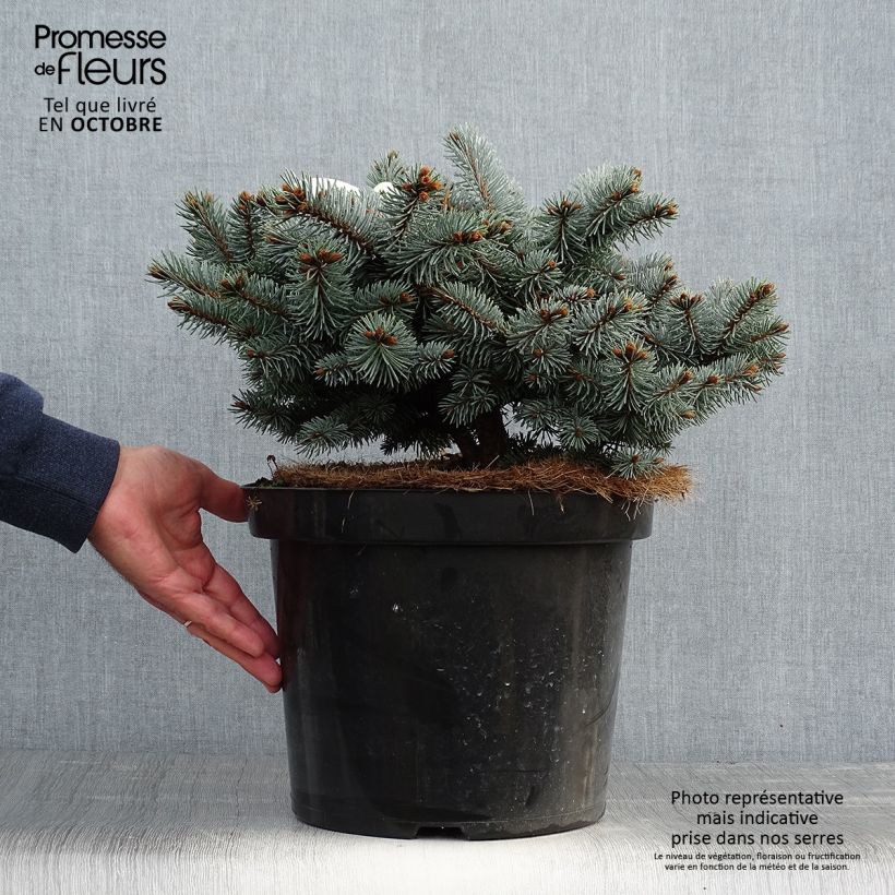 Amostra de Picea pungens Glauca Globosa Vaso de 4 L/5 L tal como entregue no outono