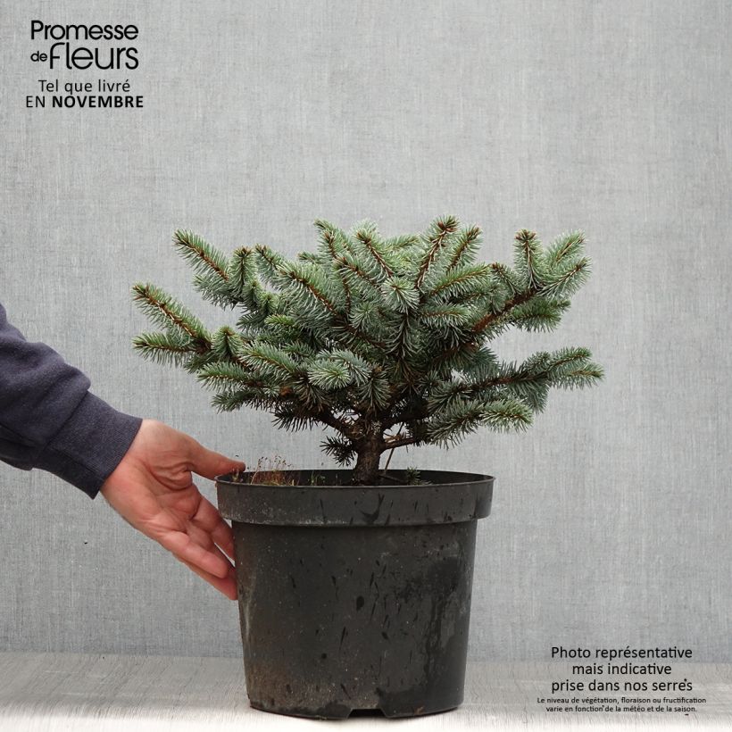 Amostra de Picea pungens Glauca Globosa Vaso de 2 L/3 L tal como entregue no outono