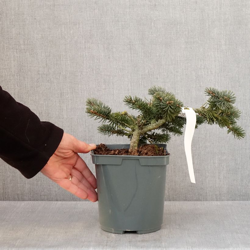 Amostra de Picea pungens Glauca Globosa Vaso de 2 L/3 L tal como entregue no inverno