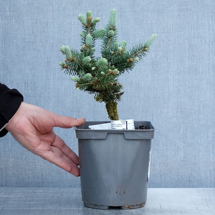 Amostra de Picea pungens Glauca Globosa Vaso de 2 L/3 L tal como entregue na primavera