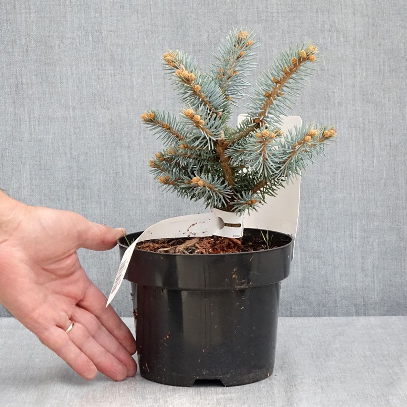 Amostra de Picea pungens Glauca Globosa Vaso de 2 L/3 L tal como entregue no verão
