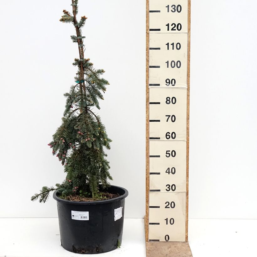 Amostra de Picea pungens Glauca Pendula Vaso de 30 L/35 L tal como entregue na primavera