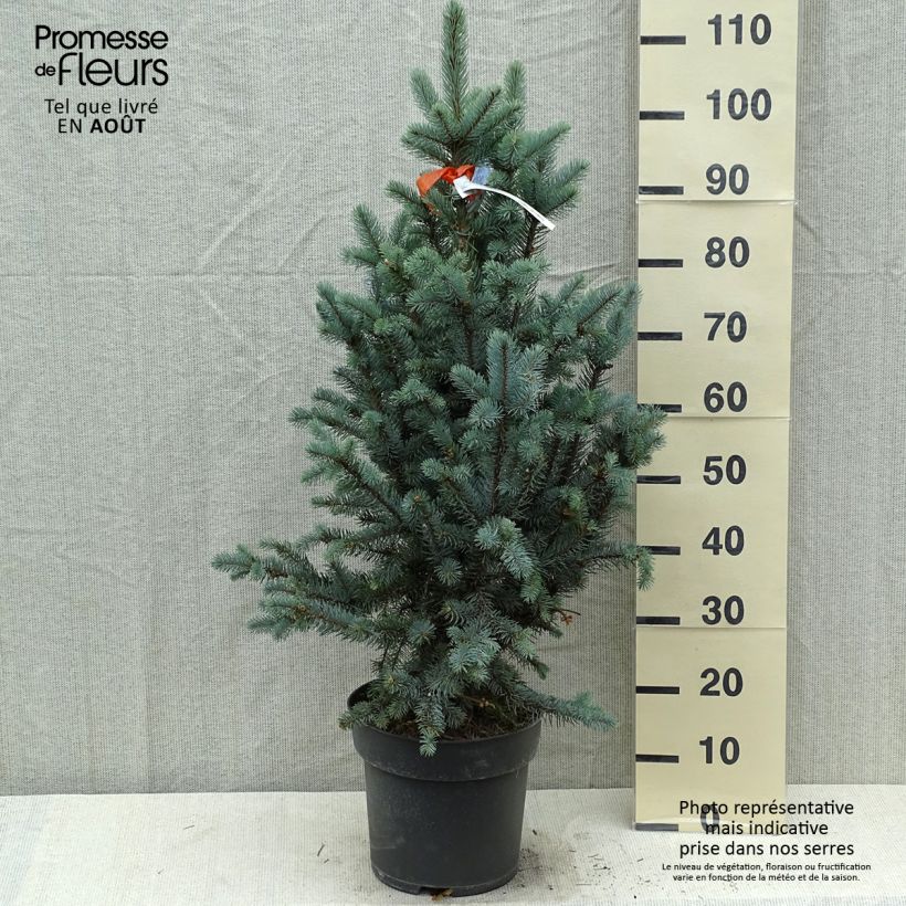 Amostra de Picea pungens Iseli Fastigiate Peça tal como entregue no verão