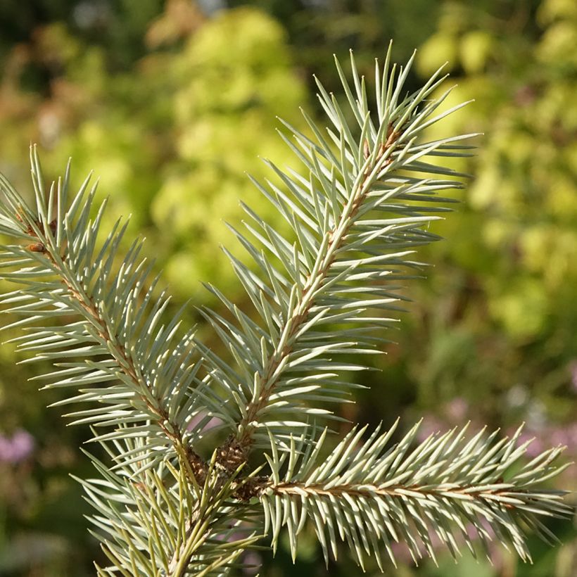 Picea pungens Karpaten (Folhagem)