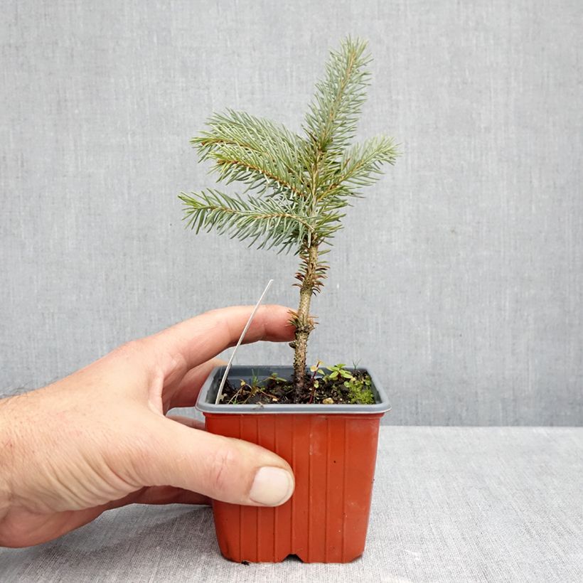 Amostra de Picea pungens Karpaten Vaso de 8/9 cm tal como entregue no outono