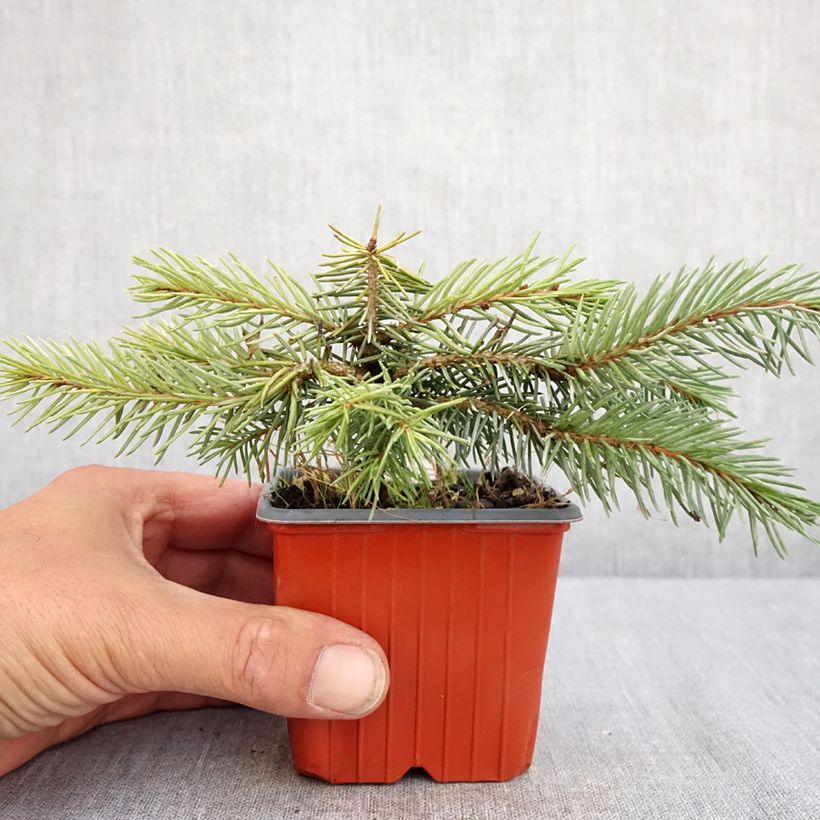 Amostra de Epicea bleu - Picea pungens Karpaten Vaso de 8/9 cm tal como entregue no verão