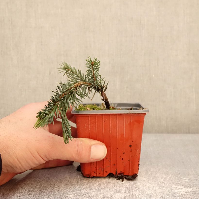 Amostra de Picea pungens Karpaten Vaso de 8/9 cm tal como entregue no inverno