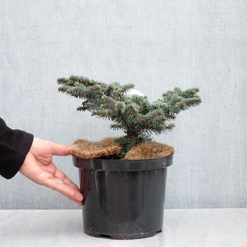 Amostra de Picea pungens Waldbrunn Vaso de 4 L/5 L tal como entregue no outono