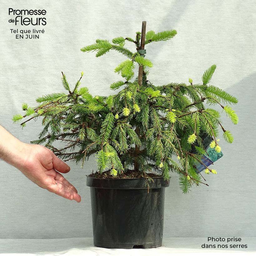 Amostra de Picea abies Acrocona Vaso de 3 L/4 L tal como entregue no verão