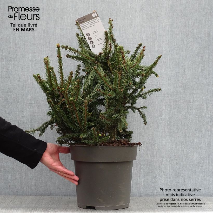 Amostra de Picea abies Acrocona Vaso de 3 L/4 L tal como entregue na primavera