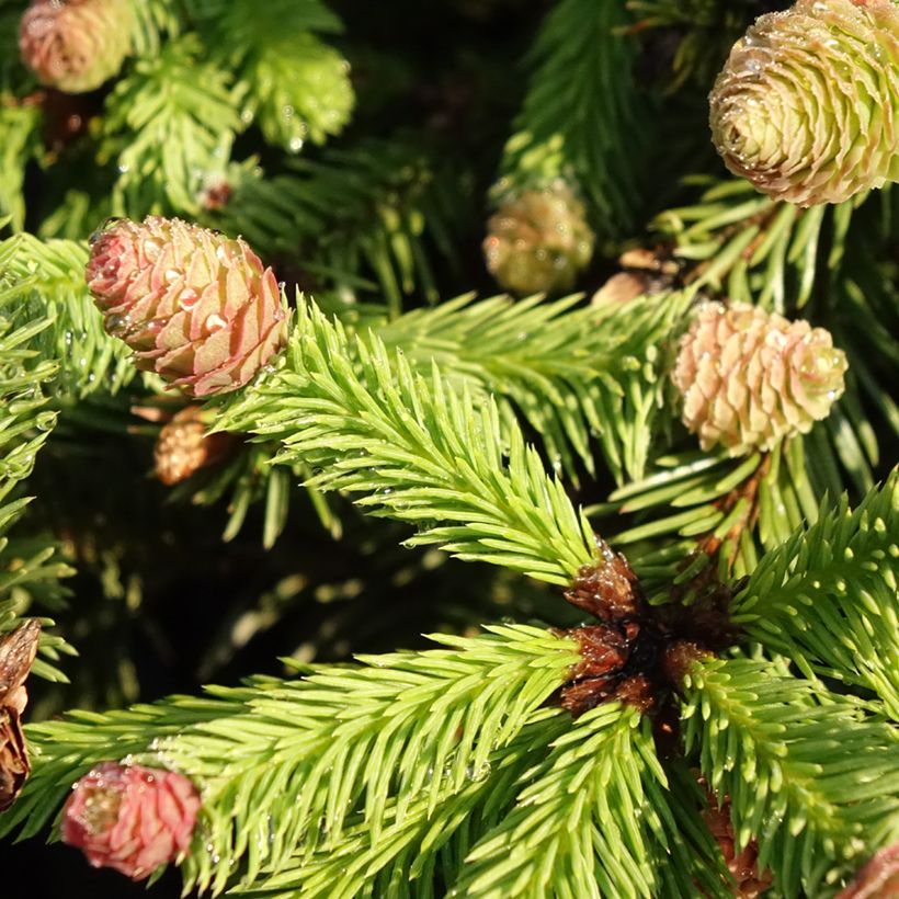Picea abies Pusch (Folhagem)