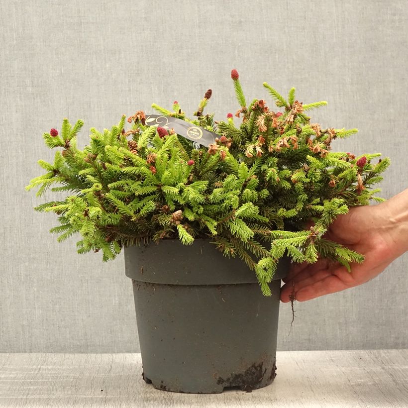 Amostra de Picea abies Pusch Peça tal como entregue na primavera