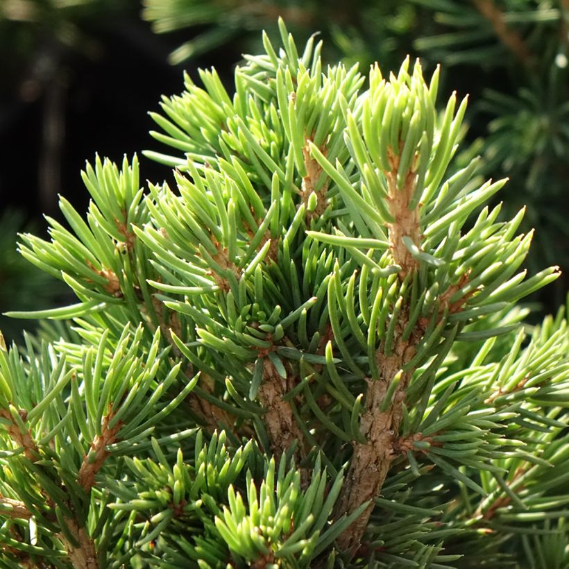 Picea abies Tompa (Folhagem)