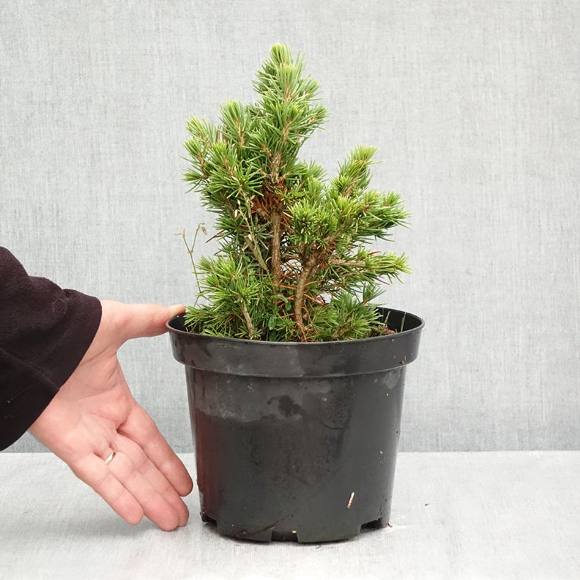 Amostra de Picea abies Tompa Vaso de 3 L/4 L tal como entregue no outono