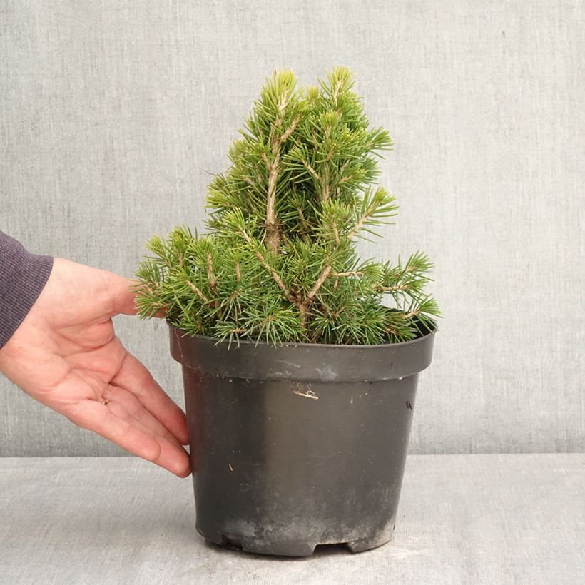 Amostra de Picea abies Tompa Vaso de 3 L/4 L tal como entregue na primavera
