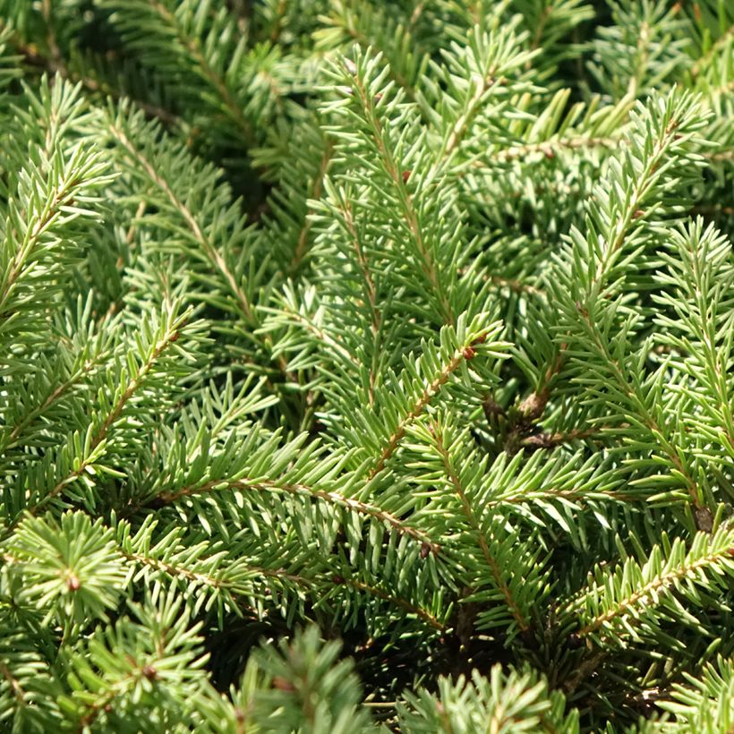 Picea abies Zagwiżdże (Folhagem)