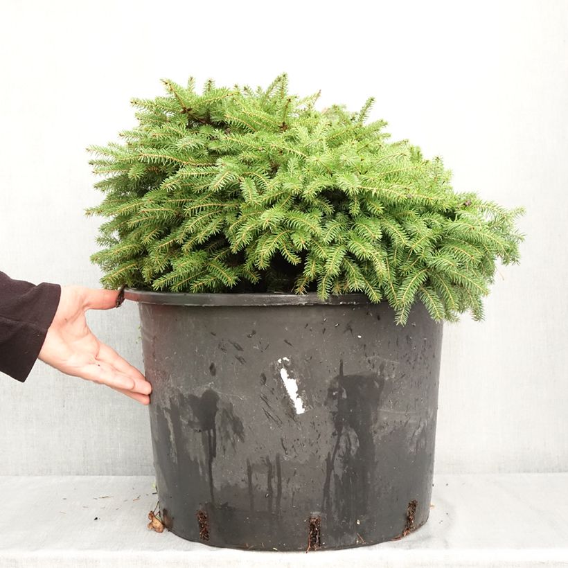 Amostra de Picea abies Zagwiżdże Vaso de 30 L/35 L tal como entregue no outono