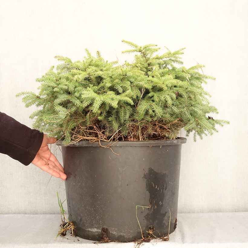 Amostra de Picea abies Zagwiżdże Vaso de 30 L/35 L tal como entregue no inverno