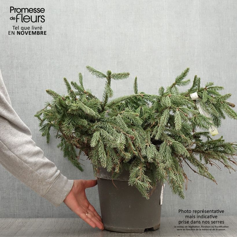 Amostra de Picea abies Acrocona Vaso de 3 L/4 L tal como entregue no outono