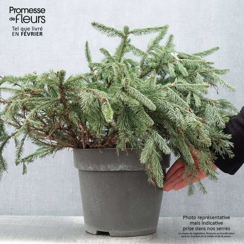 Amostra de Épicéa commun - Picea abies Acrocona Vaso de 3 L/4 L tal como entregue no inverno