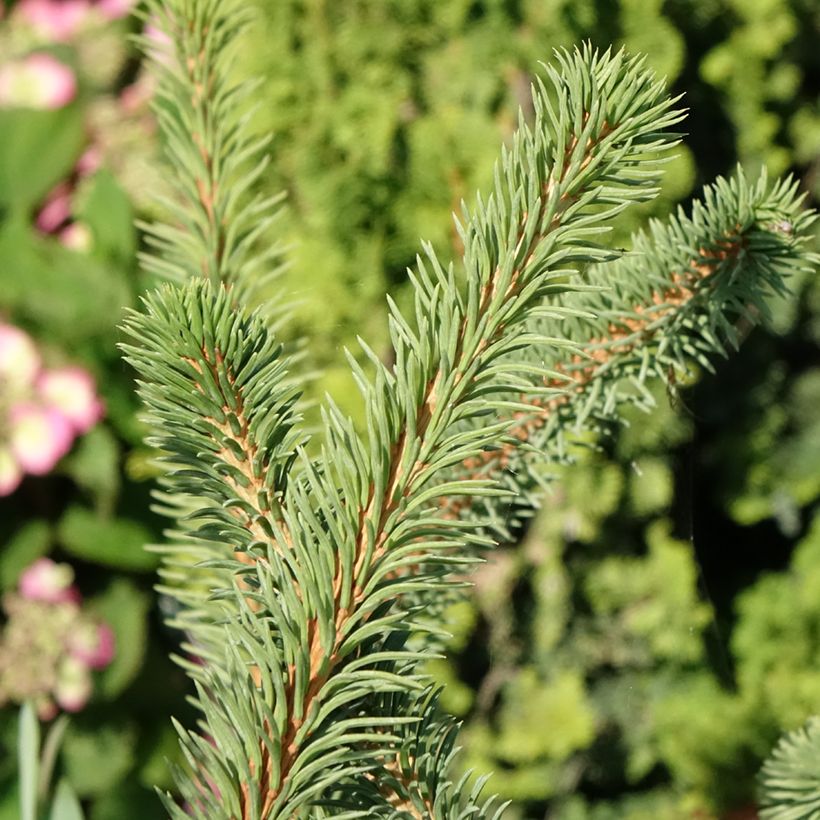 Picea abies Cranstonii (Folhagem)