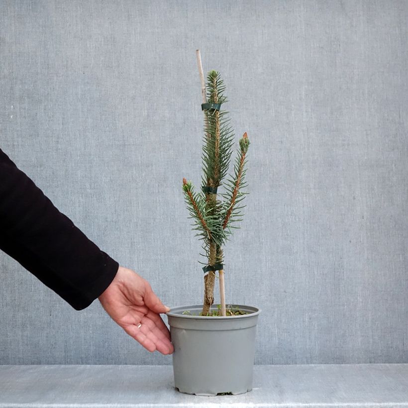 Amostra de Picea abies Cranstonii Vaso de 3 L/4 L tal como entregue no outono