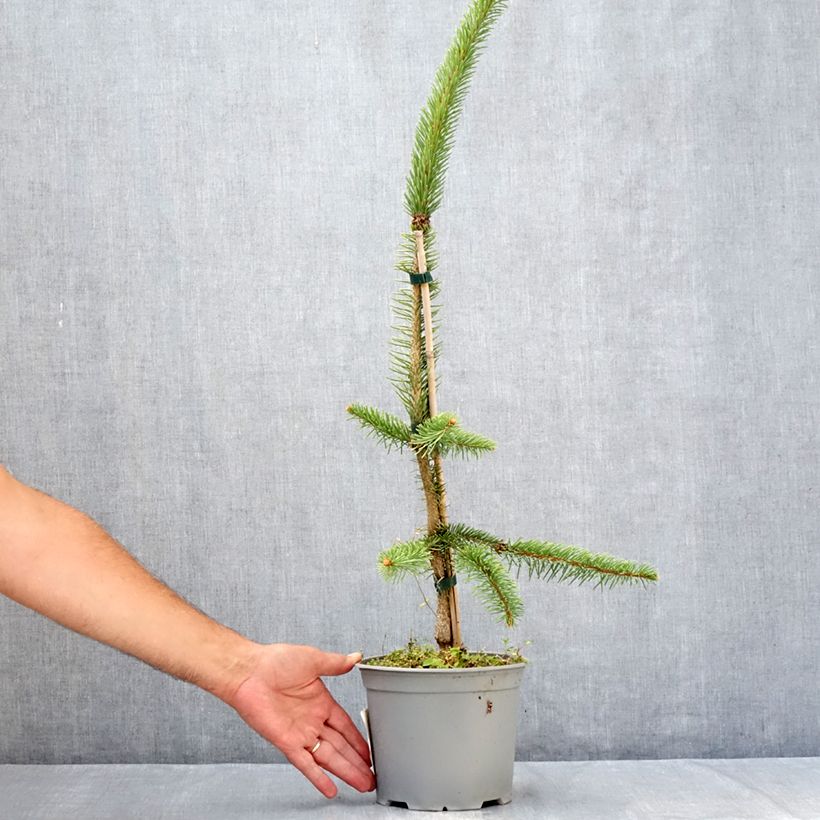 Amostra de Picea abies Cranstonii Vaso de 3 L/4 L tal como entregue no verão