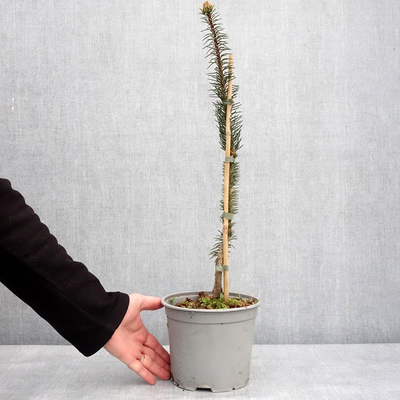 Amostra de Epicéa commun - Picea abies Cranstonii Vaso de 3 L/4 L tal como entregue no inverno