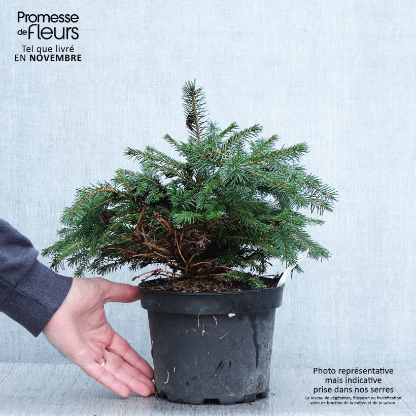 Amostra de Picea abies Maxwellii Vaso de 2 L/3 L tal como entregue no outono