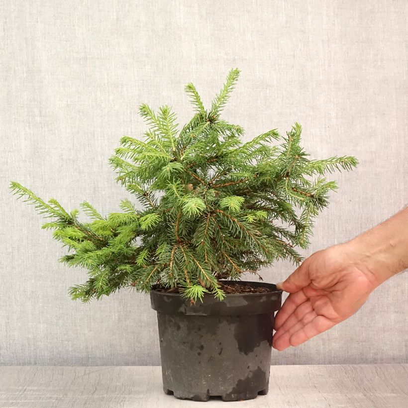 Amostra de Picea abies Maxwellii Vaso de 2 L/3 L tal como entregue no verão