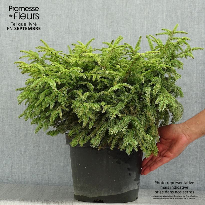 Amostra de Picea abies Nidiformis Vaso de 7,5 L/10 L tal como entregue no verão