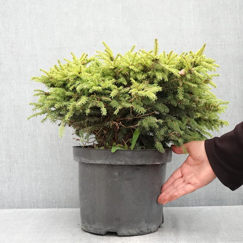 Amostra de Picea abies Nidiformis Vaso de 7,5 L/10 L tal como entregue no outono