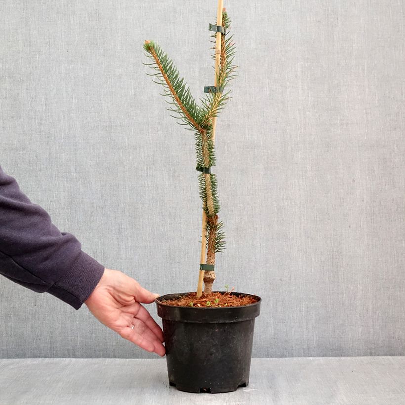 Amostra de Picea abies Virgata Vaso de 3 L/4 L tal como entregue no outono