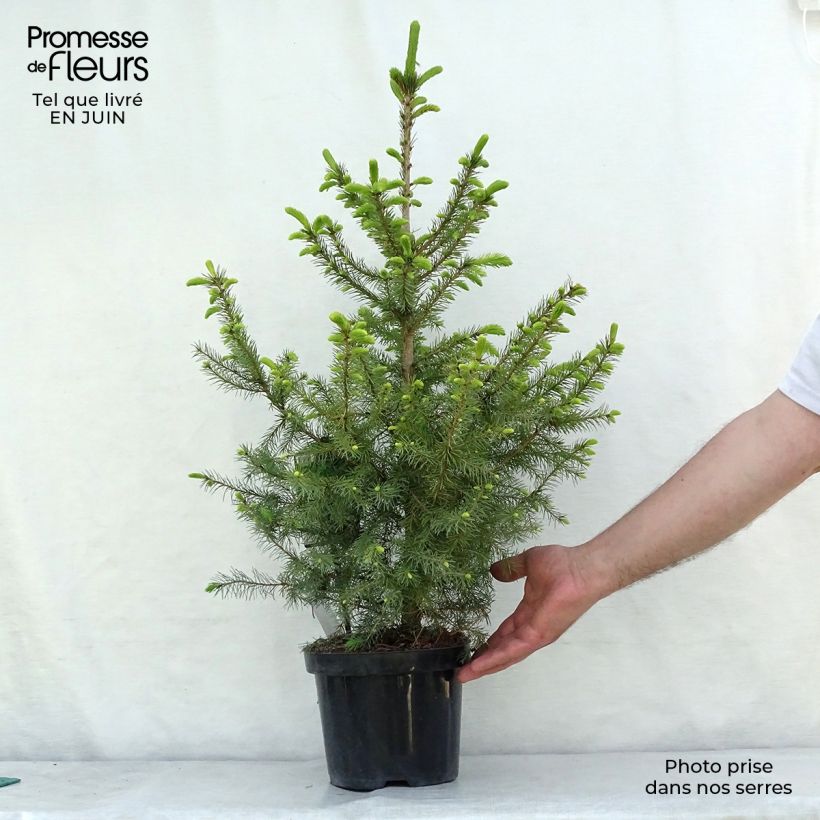 Amostra de Picea omorika Nana Vaso de 2 L/3 L tal como entregue no verão