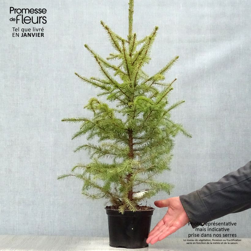 Amostra de Épicéa de Serbie Nana - Picea omorika Vaso de 2 L/3 L tal como entregue no inverno