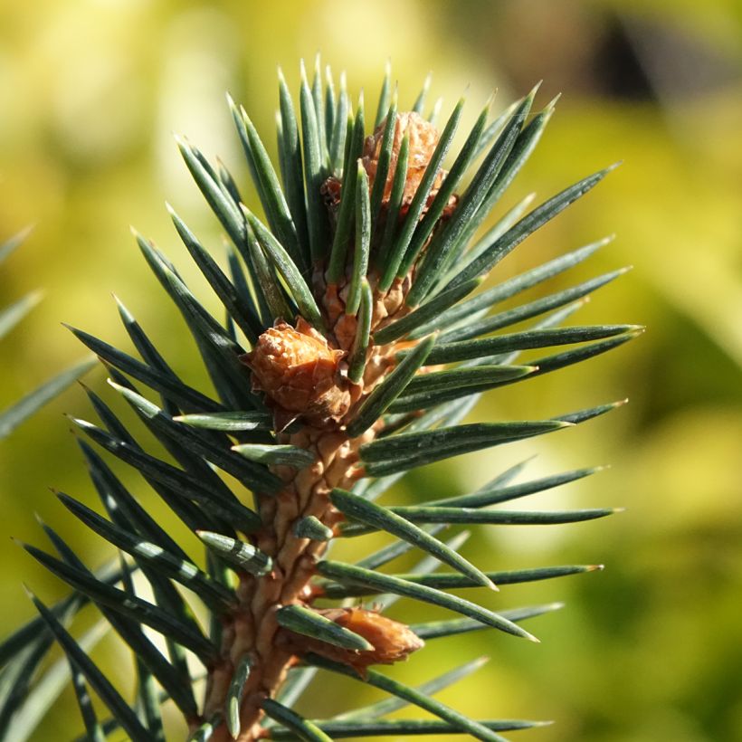 Picea chihuahuana - Abeto de Chihuahua (Folhagem)