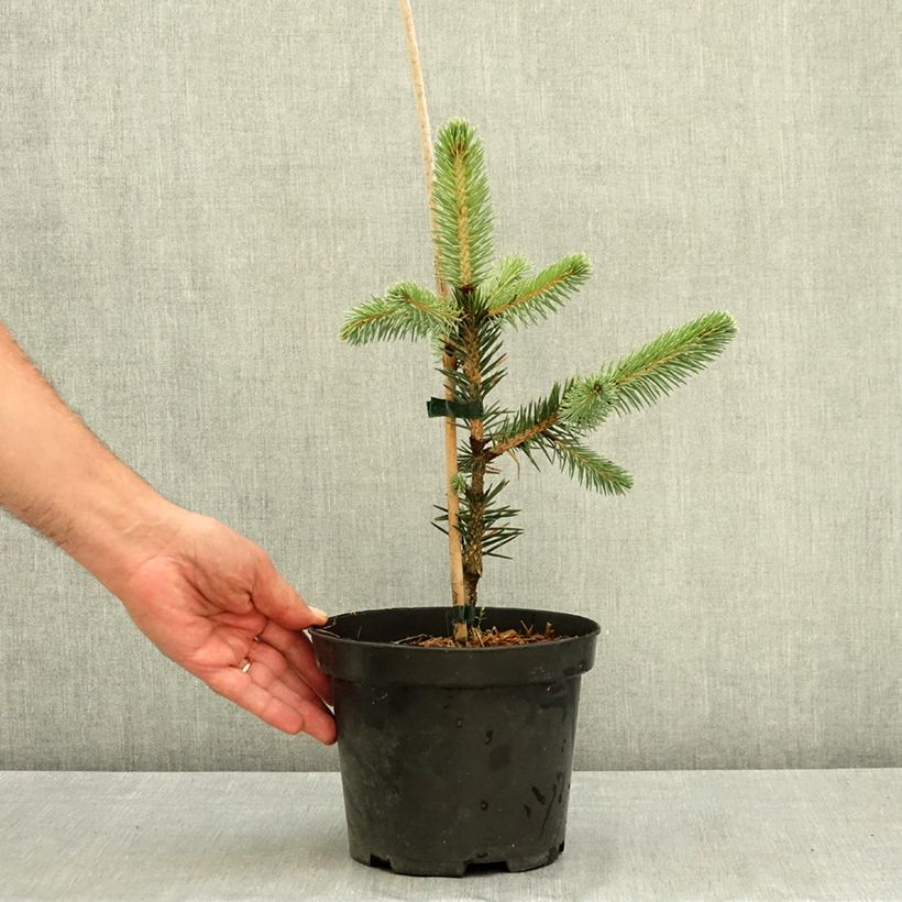 Amostra de Picea chihuahuana - Abeto de Chihuahua Vaso de 3 L/4 L tal como entregue no verão