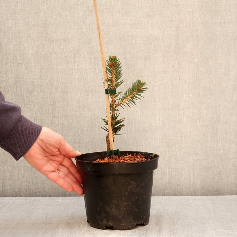 Amostra de Picea chihuahuana - Abeto de Chihuahua Vaso de 3 L/4 L tal como entregue na primavera