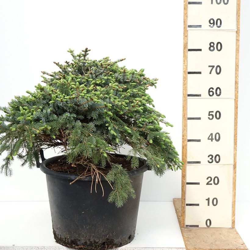 Amostra de Picea omorika Alexandra Vaso de 30 L/35 L tal como entregue na primavera