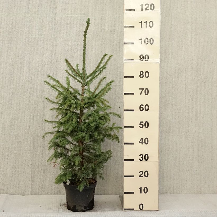 Amostra de Picea omorika Nana Vaso de 2 L/3 L tal como entregue no outono