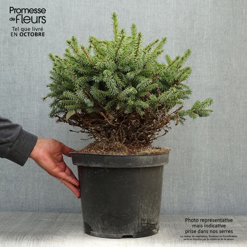 Amostra de Picea omorika Nana Vaso de 7,5 L/10 L tal como entregue no outono