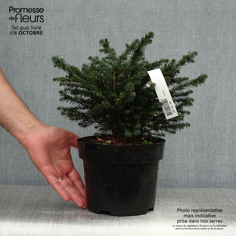 Amostra de Picea omorika Karel Vaso de 2 L/3 L tal como entregue no outono