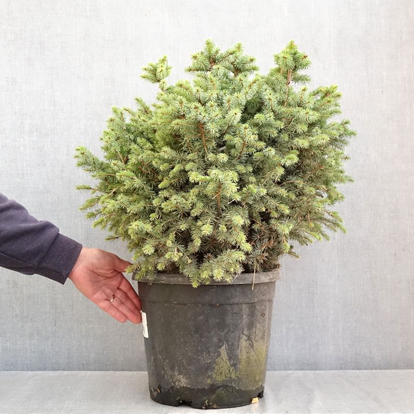 Amostra de Picea sitchensis Tenas Peça tal como entregue no outono