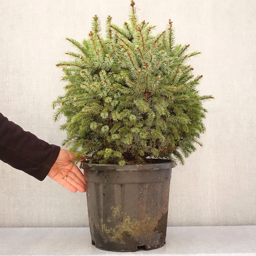 Amostra de Épicéa de Sitka nain - Picea sitchensis Tenas Pièce tal como entregue na primavera